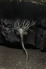 Neca Alien 40th Anniversary Giger's Alien