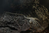 Neca Alien 40th Anniversary Giger's Alien