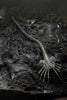 Neca Alien 40th Anniversary Giger's Alien